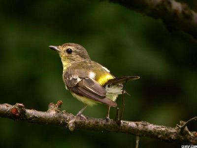 最近看到微博在讨论广东人什么都敢吃,其他省