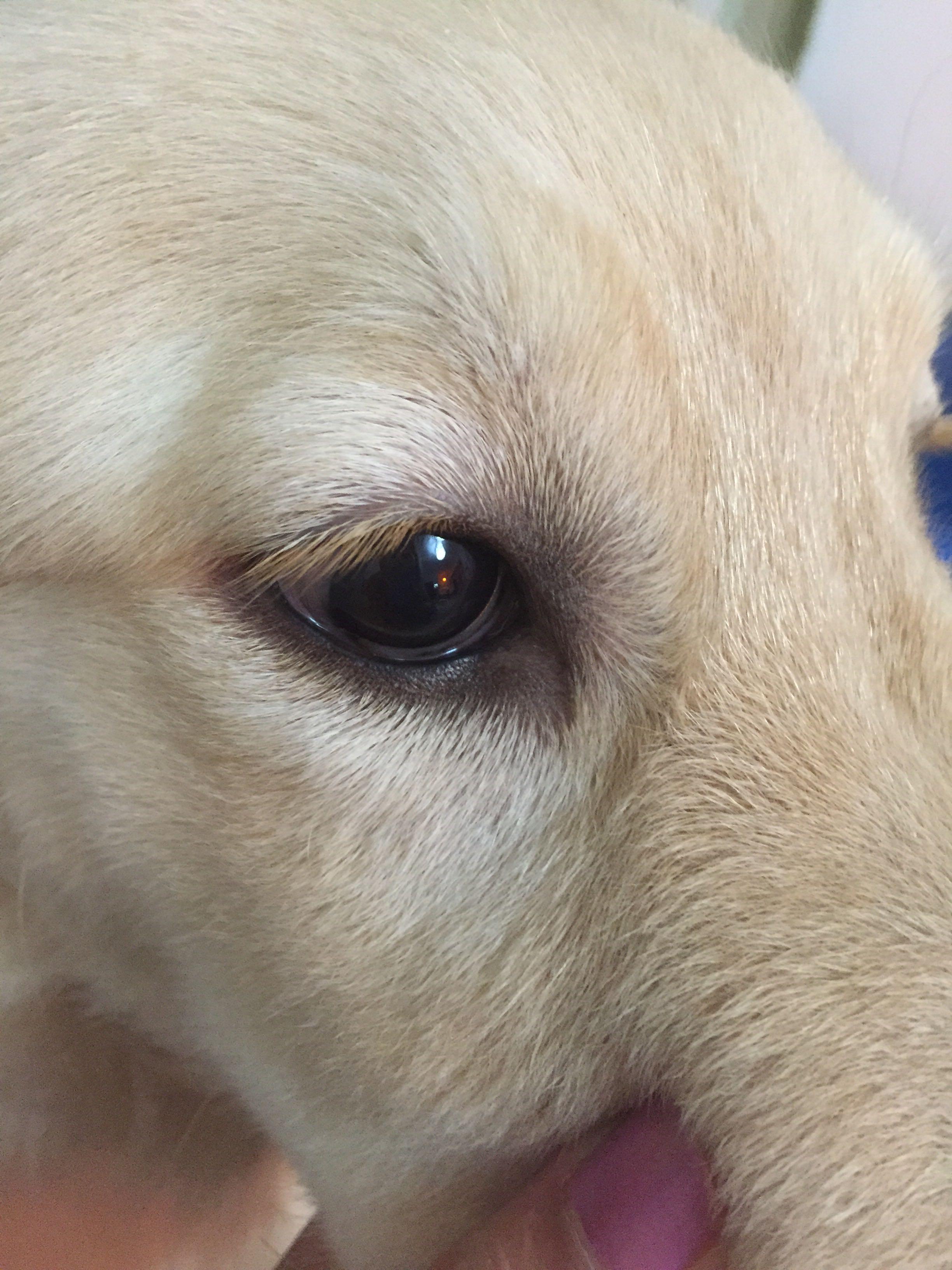 请问狗狗眼睛这样是生病了吗?