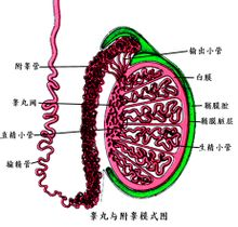 为什么人类的睾丸长在体腔外？插图1