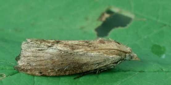 为什么家养的蜂蜜里面会有白色软体虫? - 王伟