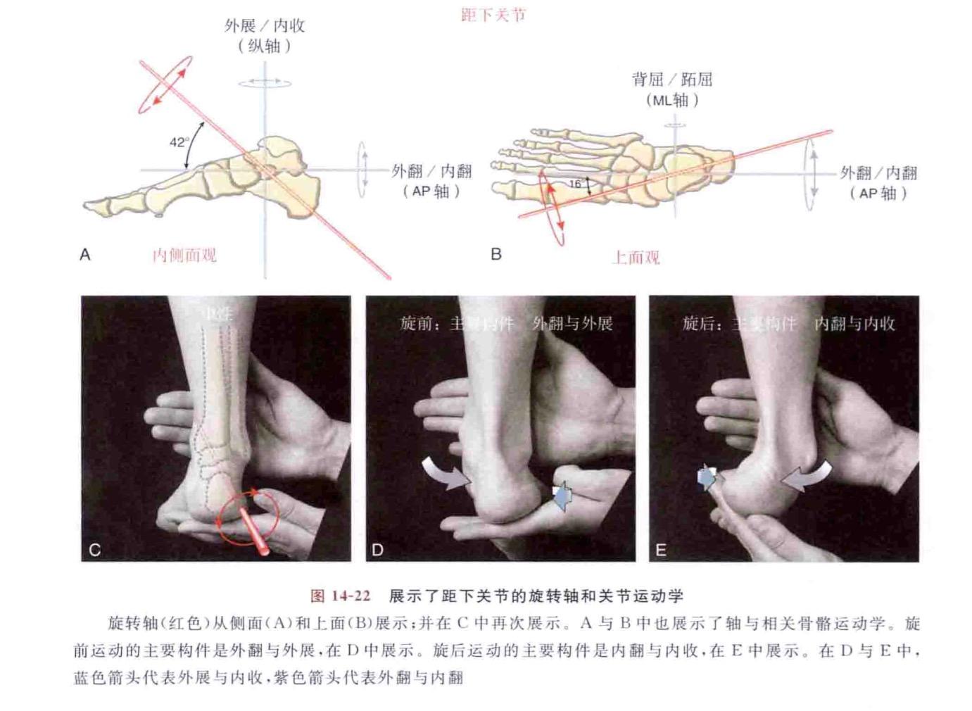 健身中那些不能忽视的小肌肉群之—《足底肌群》