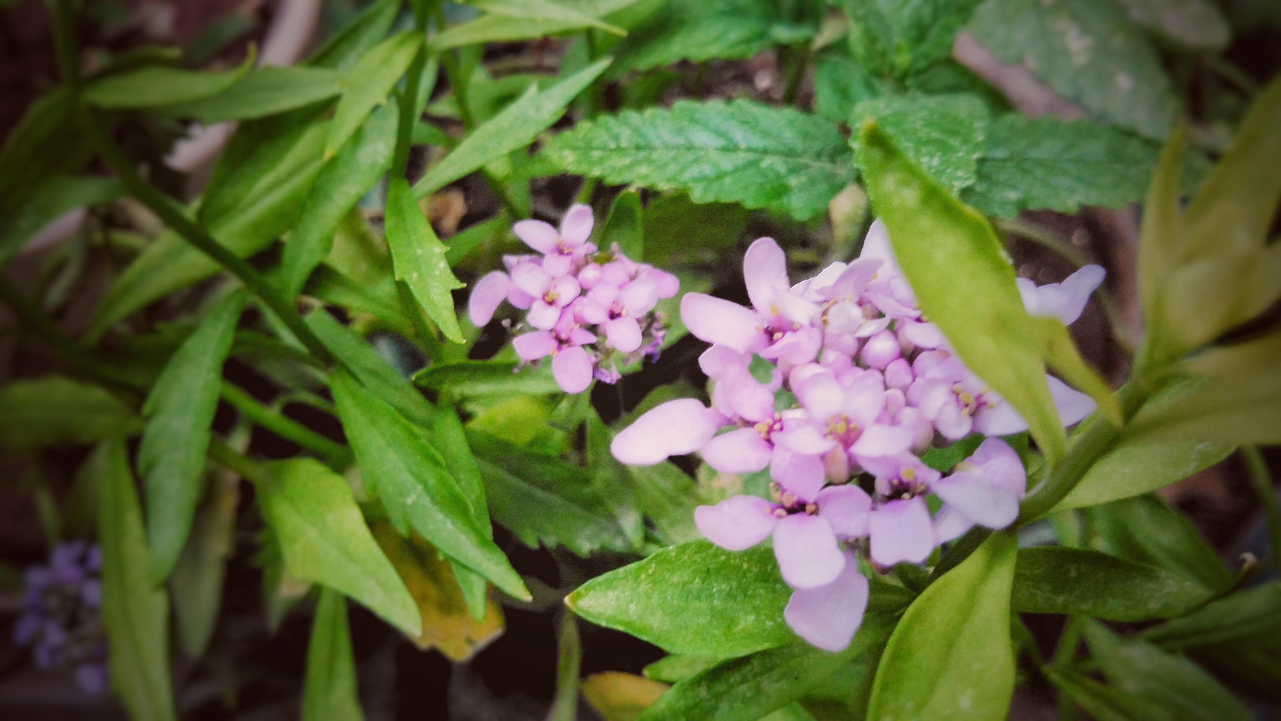 蜂室花种植方法