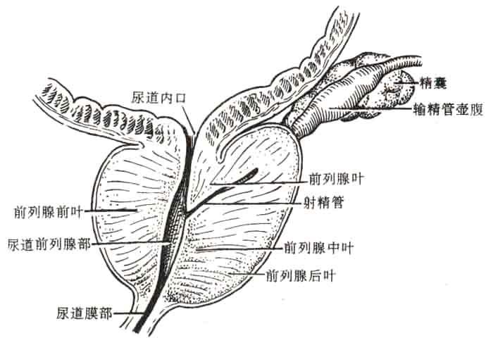 男性尿道和射精是同一条管道,射精排尿傻傻分不清楚?