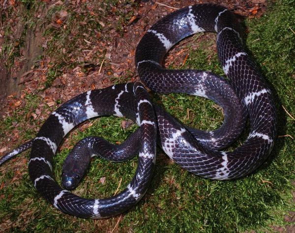 有一种一圈黑一圈白的蛇是叫什么蛇?