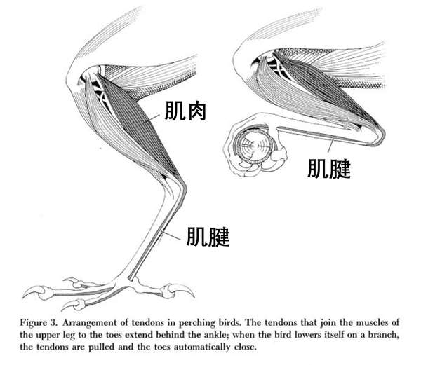 在路上捡到小雏鸟,记得要用这样的方法来救助它