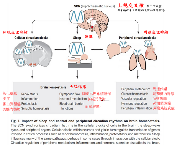 Does Cialis Effect The Brain