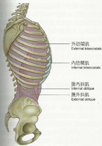 呼吸