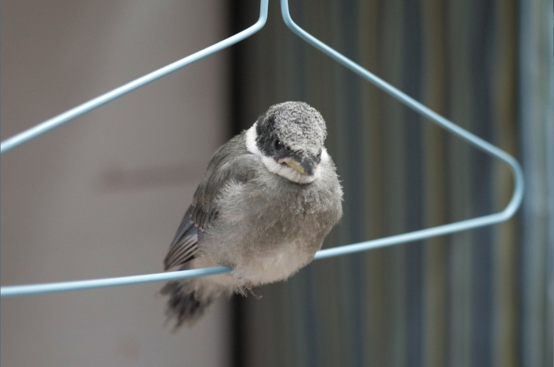 尼康35mm1.8g和佳能50mm1.8哪个虚化效果更