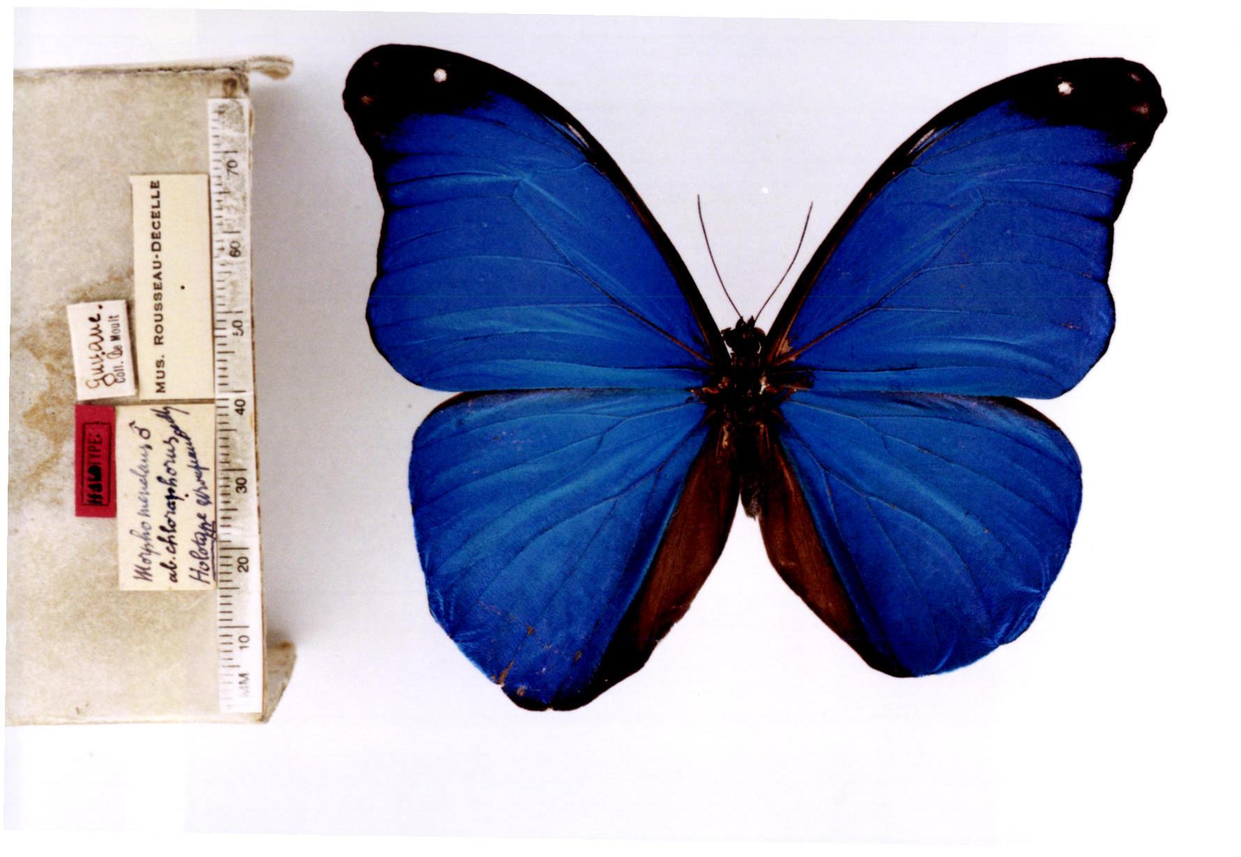 morpho menelaus  (linnaeus, 1758) – menelaus blue morpho