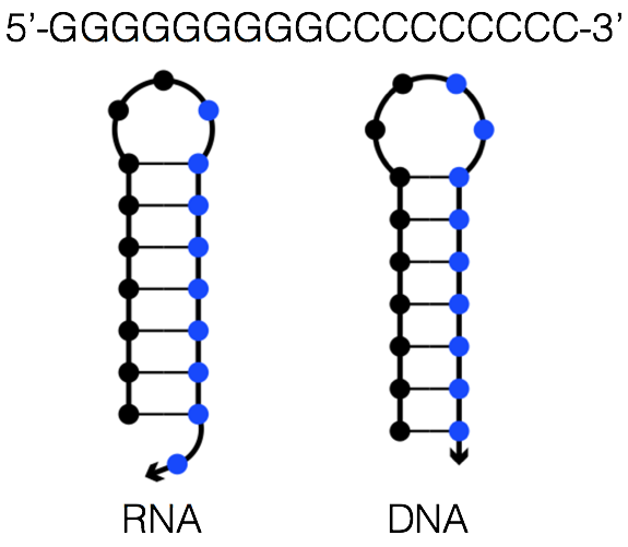 为什么 rna 双链很稳定,但是生物体内 rna 都是单链的