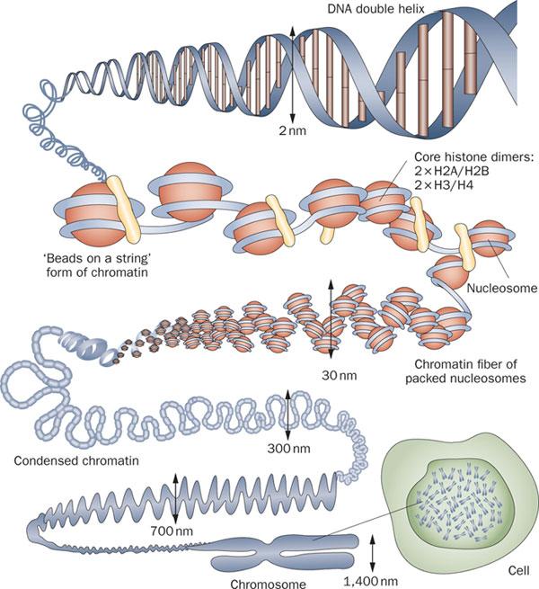 构成dna的分子,dna,染色体,细胞核. 能形容它们相对尺寸么?