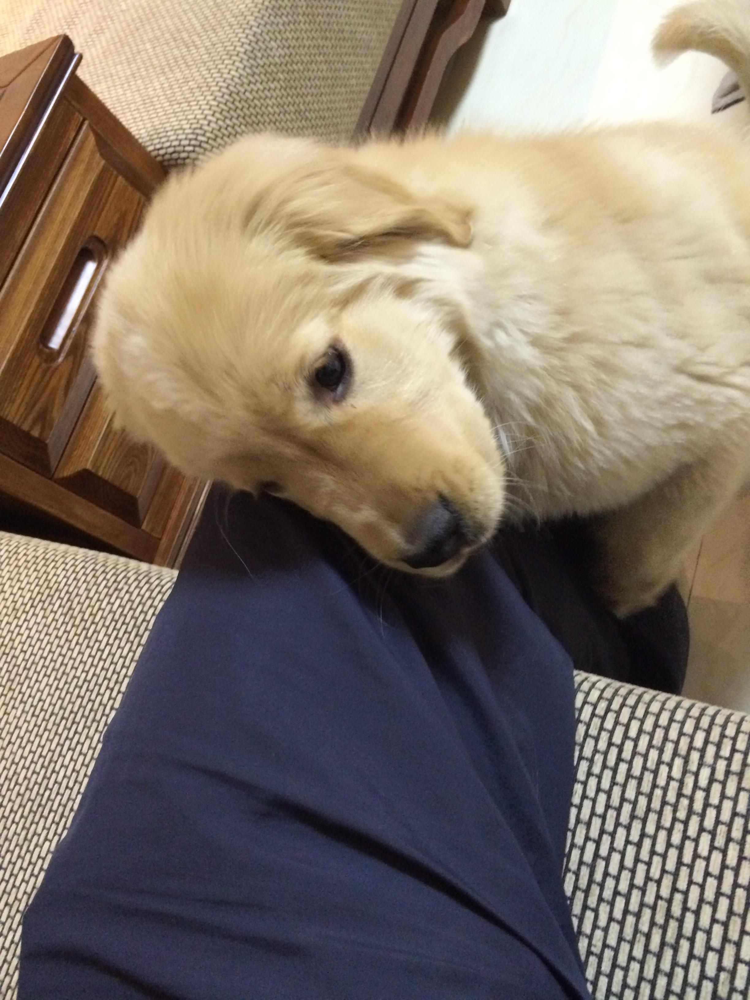 如何让养的狗不叫?