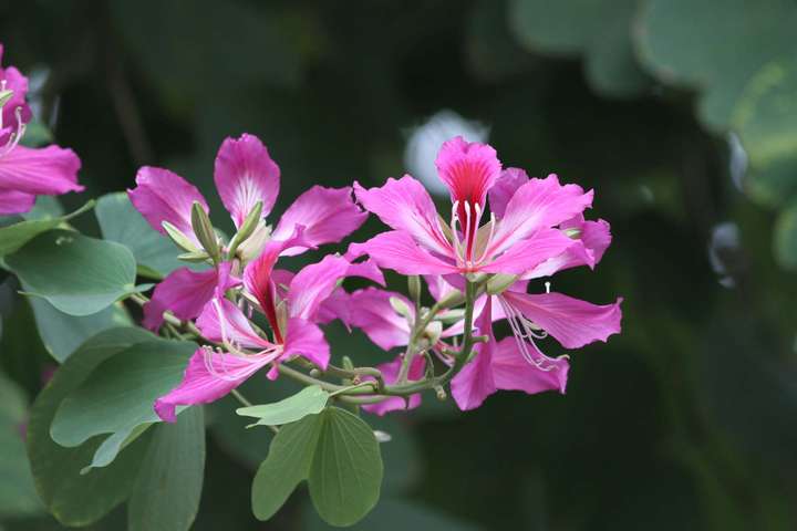 香港所说的紫荆花学名为 红花羊蹄甲 bauhinia blakeana,常绿乔木,花