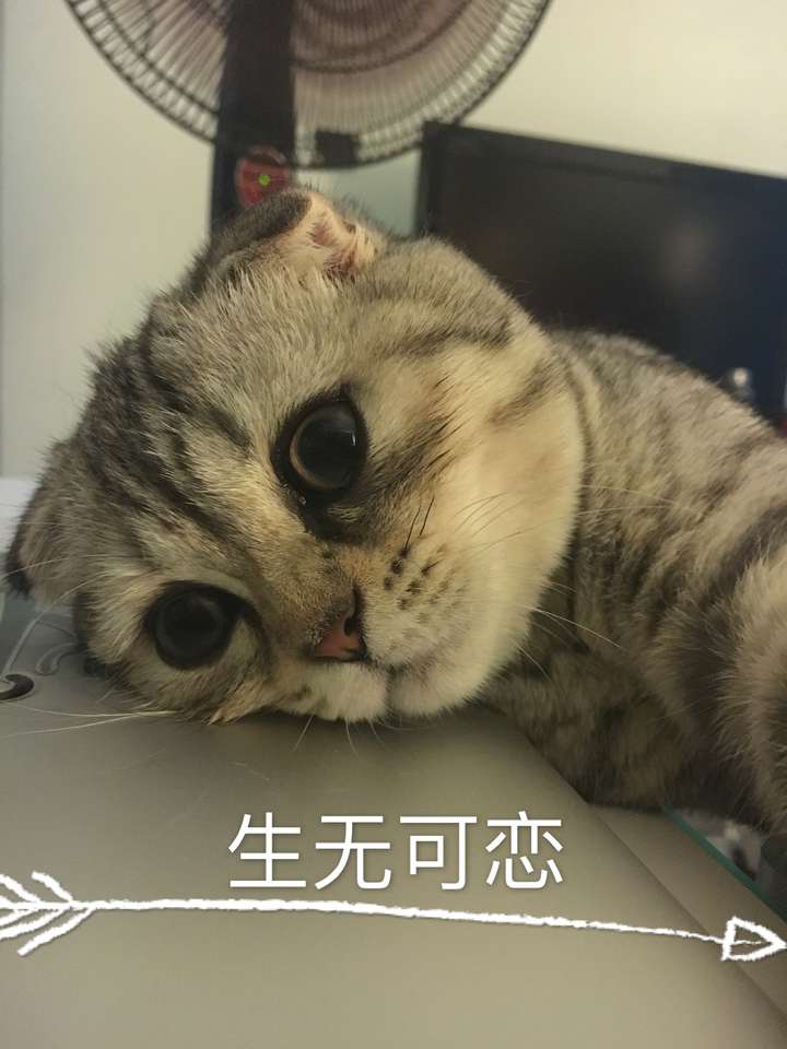 你的猫咪生无可恋的表情是怎样的?