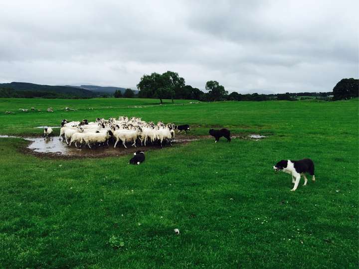 在苏格兰高地徒步的时候有幸看了一回边牧如何牧羊.
