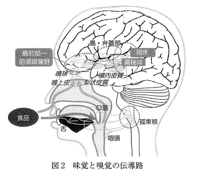 看完结论说说嗅觉和味觉的神经传导路径.