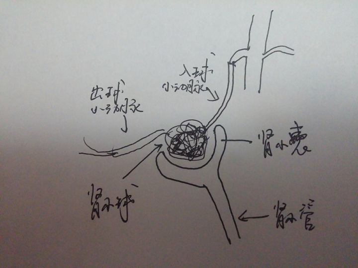 肾是由200万个肾单位组成的,肾单位都一样.