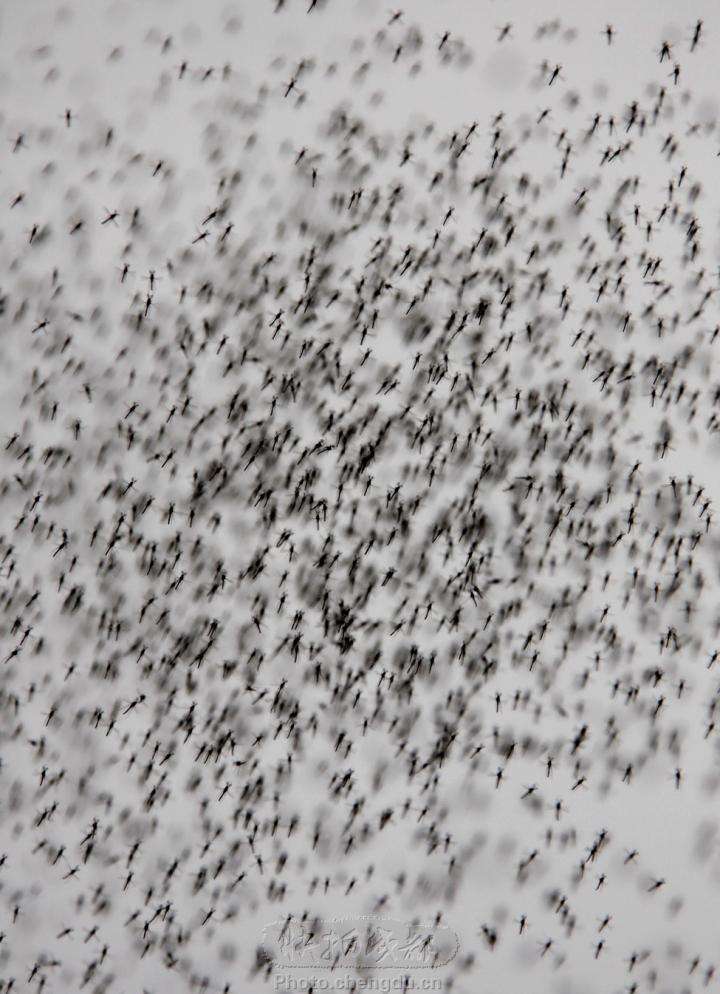 假设有一群数量足够多的蚊子,除了携带传染病病毒的情况,如果它们只