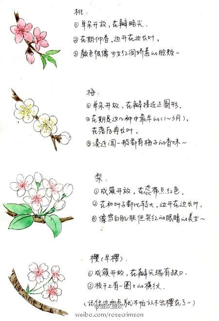 如何区别桃花,杏花,李花,樱花,梨花和梅花?