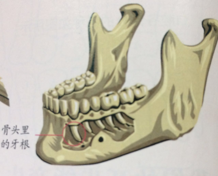 牙是怎么固定在牙龈上的?