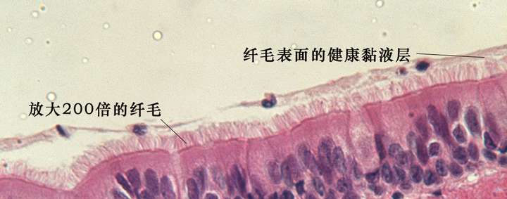 黏膜结构与纤毛