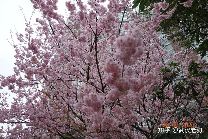 老刀：谁欠李文亮一晚霓虹相送？【封城笔记】