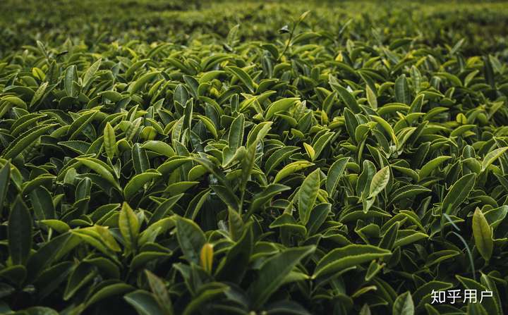灌木型茶树的外观