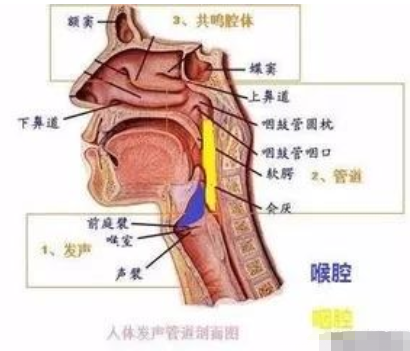 播音主持早功练习艺考播音主持早功口部练习