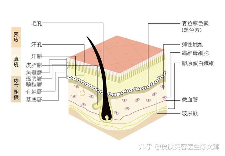 玻尿酸又称透明质酸,虽然它广泛存在我们皮肤的真皮层里,但其实总量加