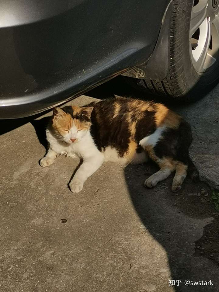 前两天出门看到了一只猫就拍下来了…… 我靠我居然是被猫杀死的