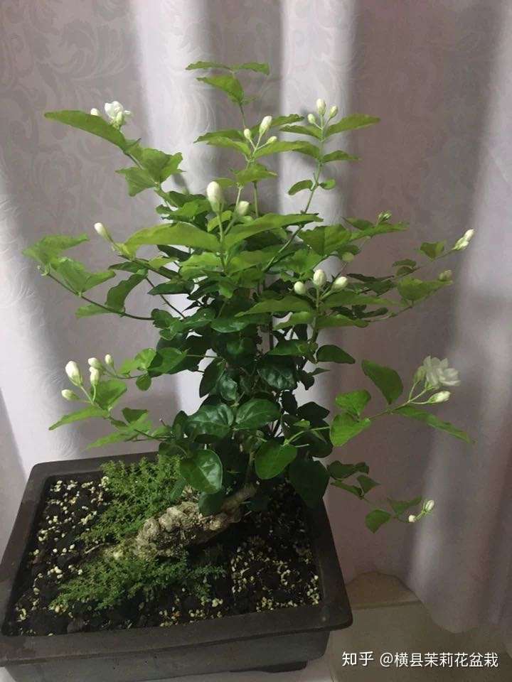 横县茉莉花盆栽老桩种植园