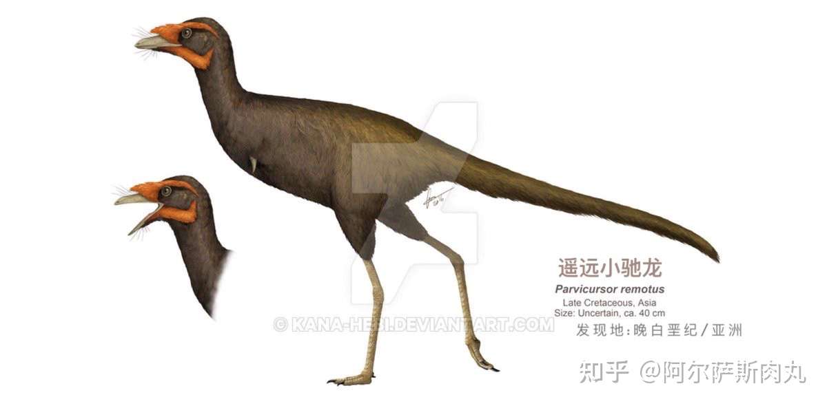 奔跑的小短手小驰龙parvicursor