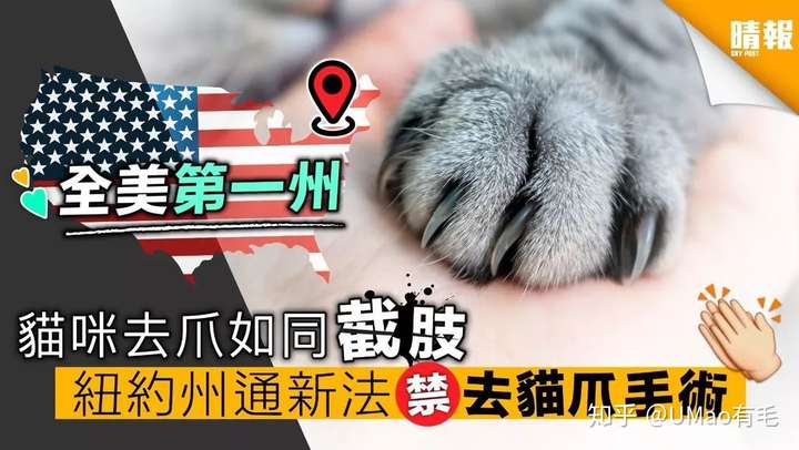 养猫的人为什么能接受给猫阉割,却接受不了目前争议很大的"去爪术?