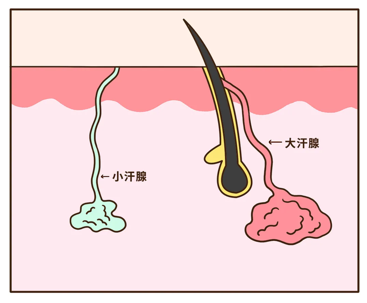 汗水来自你皮肤上的两种汗腺:外泌汗腺(小汗腺)和大汗腺.