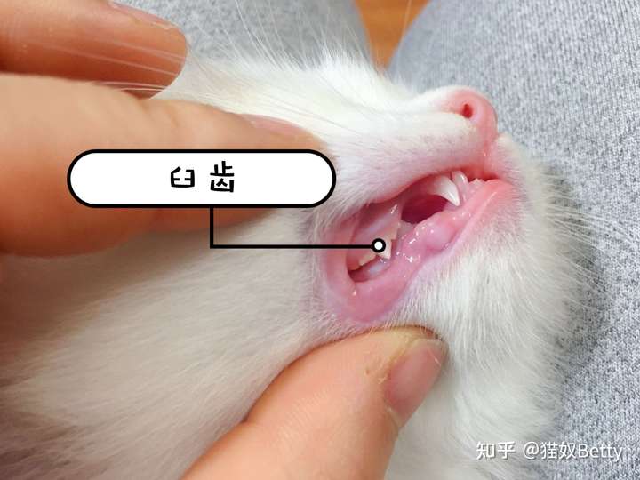 猫咪会换牙吗?