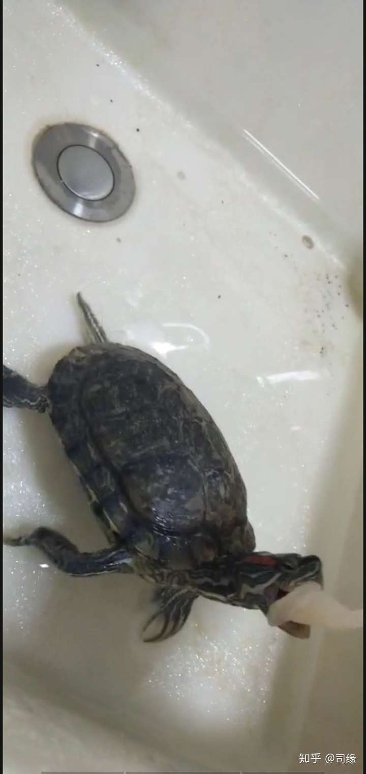 乌龟适合当成宠物养吗?
