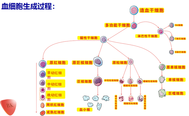 红细胞有没有细胞核?