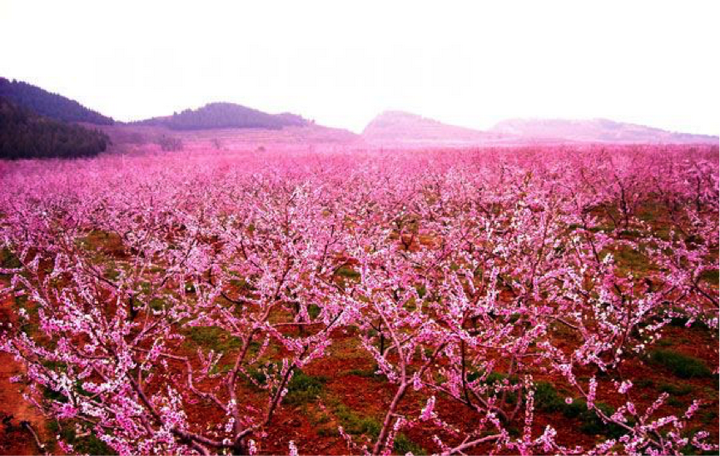 三四月份国内适合赏桃花的地方有哪些?