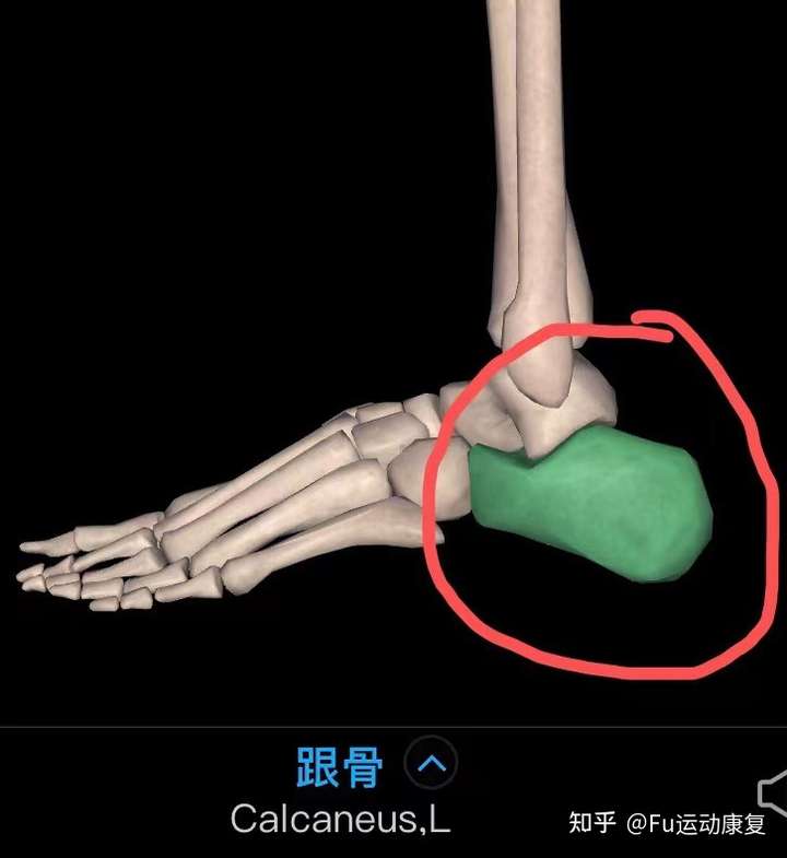 这个脚后跟这块骨头叫什么?