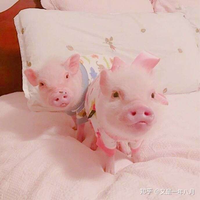 有没有什么可爱的微信头像?