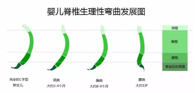 当 婴儿出生时,他的 脊椎弯曲得像个c型.