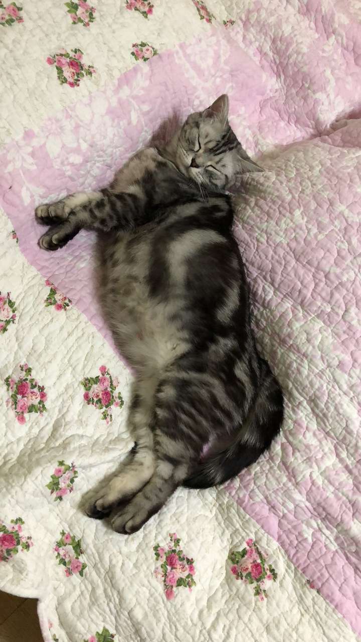 怎样给猫接生?