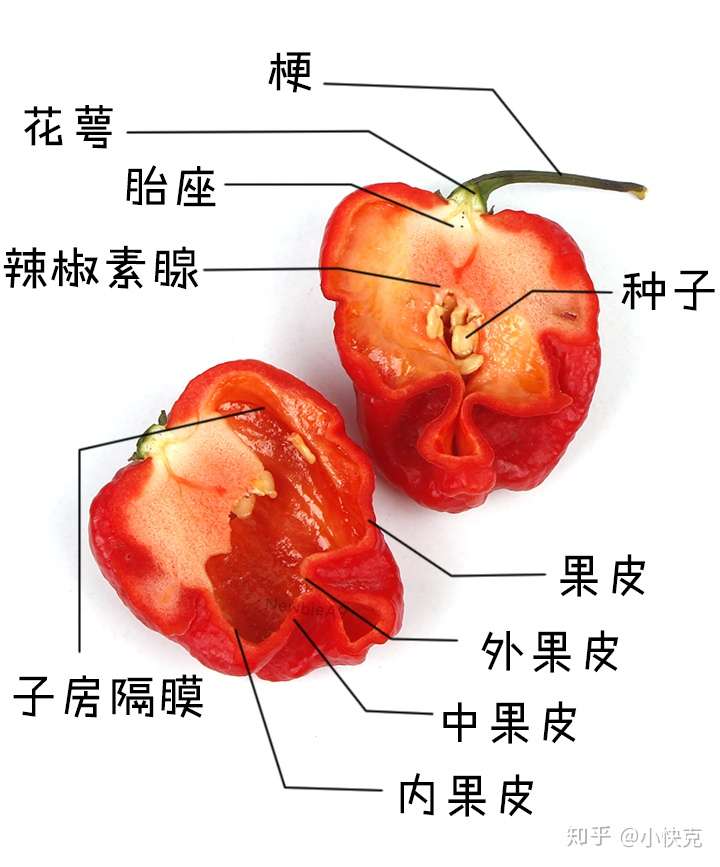 辣椒为啥不和油反应?