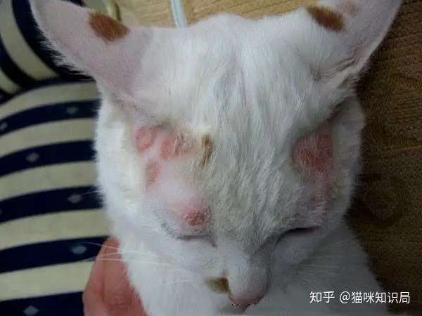 猫癣症状 zhuanlan.zhihu.com