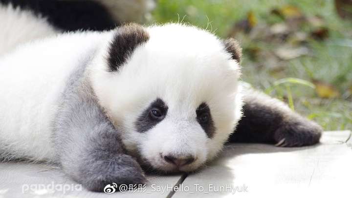 熊猫饲养员是如何辨认熊猫的?