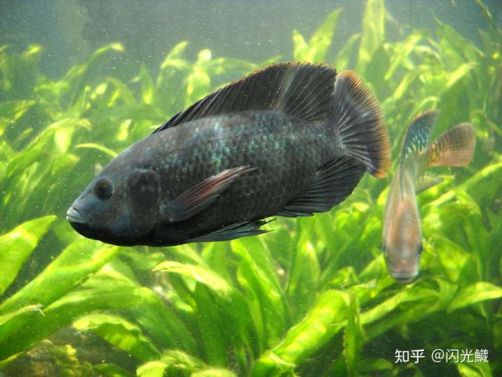 莫桑比克罗非鱼oreochromis mossambicus(大鹏湾海域等)