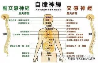 植物神经紊乱概述常见症状与治疗方法