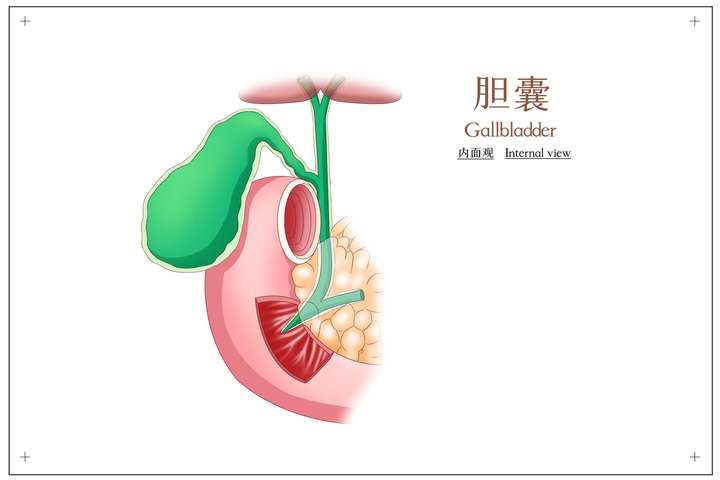 为什么胆囊造影前要吃油煎蛋?