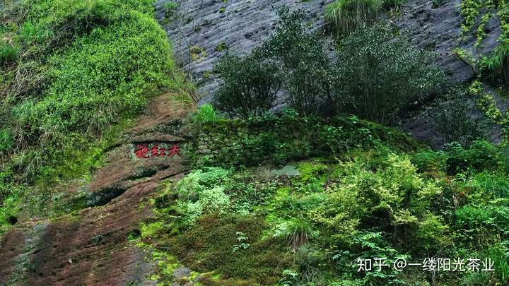 即单指生长在武夷山九龙窠石壁上的大红袍母树及其制成品.