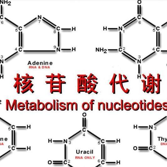 gān suān) nucleotide,一类由嘌呤碱或嘧啶碱,核糖或脱氧核糖以及